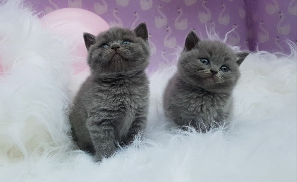 British Shorthair Kittens Tica disponível para venda