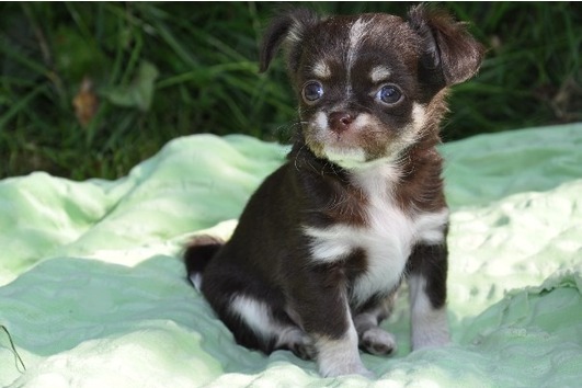Filhotes de cachorro chihuahua bonitos para Adoção