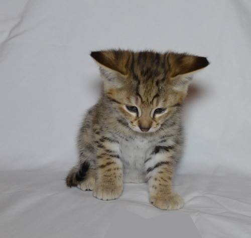 Savannah, Serval, Caracal, savanas e gatinhos Ocelot para venda.