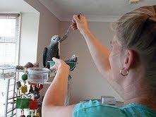 Falando par de africanos cinzentos papagaios para adoção (gabel4life@gmail.com )