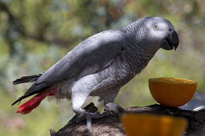 Africano papagaios cinzentos Disponível