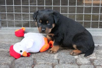 Filhotes de rottweiler Disponível