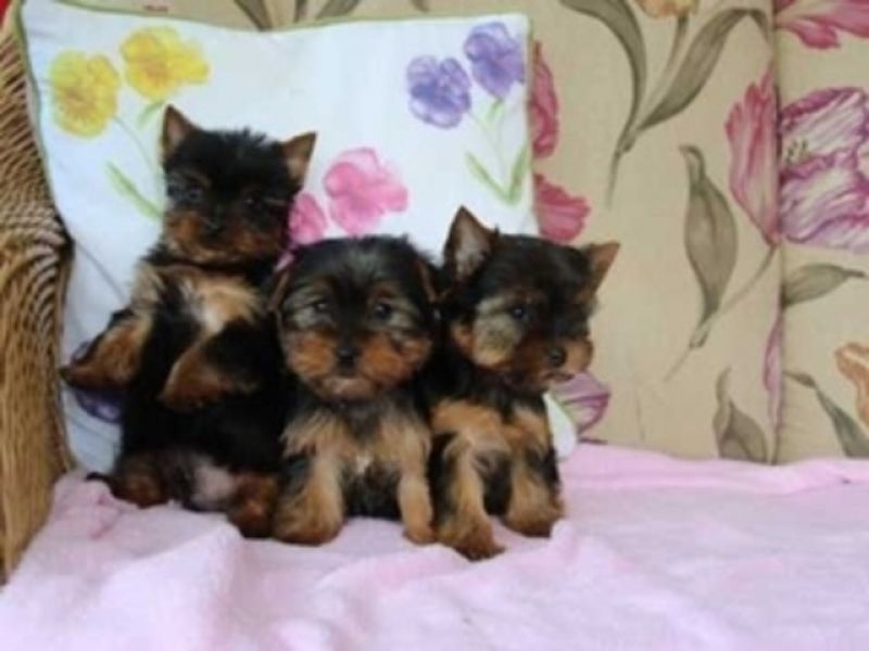 Filhotes Yorkie Fofos E Saudáveis Teacup Disponíveis