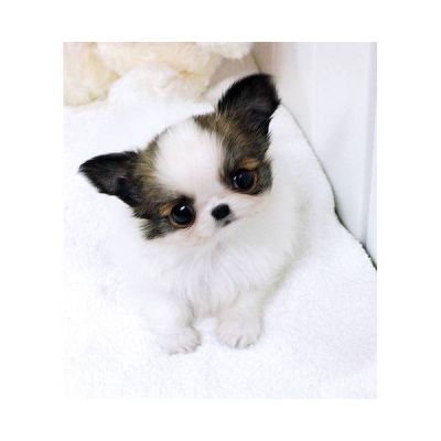 Encantadora macho e fêmea chihuahua cachorros para o Natal