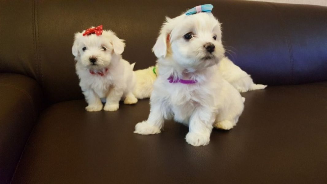 Cães e filhotes de cachorro maltês à venda