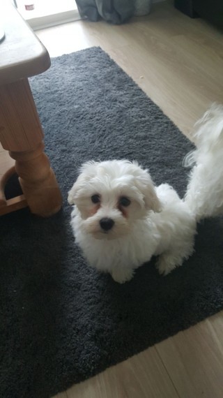 Vendo lindos filhotes de Yorkshire Mini Terrier 