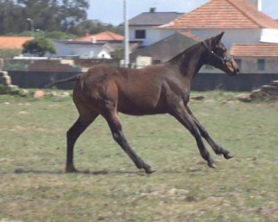 cavalo: negoceio futuro garanhão (Landgraf/Capitol/ Libero H/ Calypso) com roulote/atrelado 