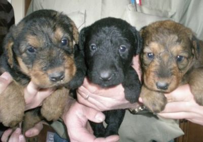 Airedale terrier filhotes