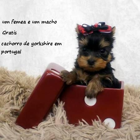    Gratis Filhotes de yorkshire terrier prontos para adoção
