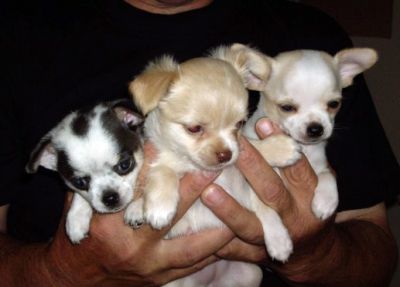 Chihuahua cachorros disponíveis