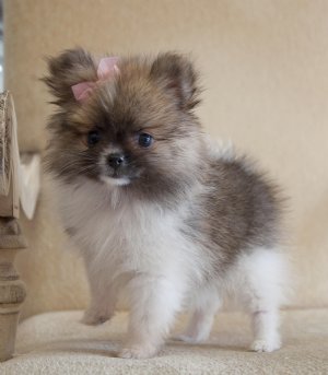 Pomeranian cachorros para adoção