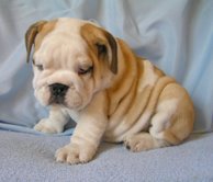  Adorável bulldog cachorros para adopção