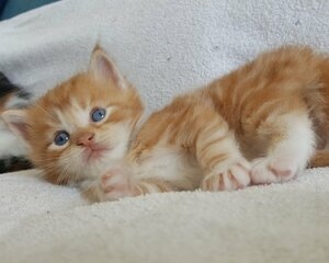 Gatinhos persas sociais e dóceis