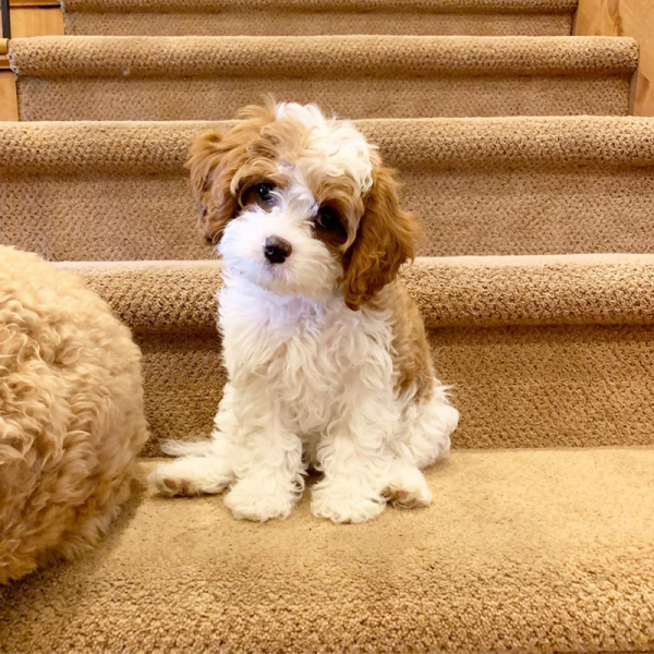 Filhotes de Cavapoo machos e fêmeas