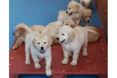 Ouro retriever cachorros para adoção