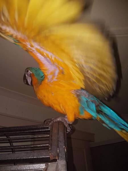 Papagaios e ovos de papagaio