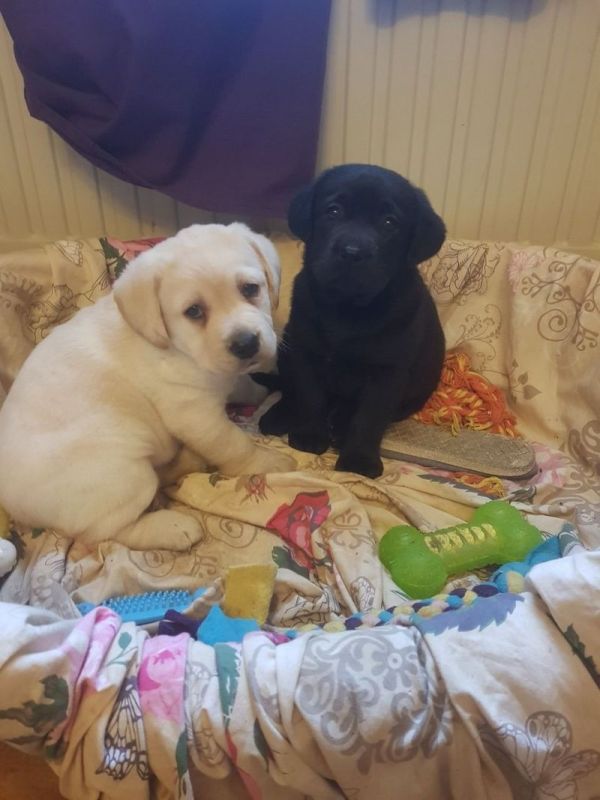 Labrador Retriever para venda