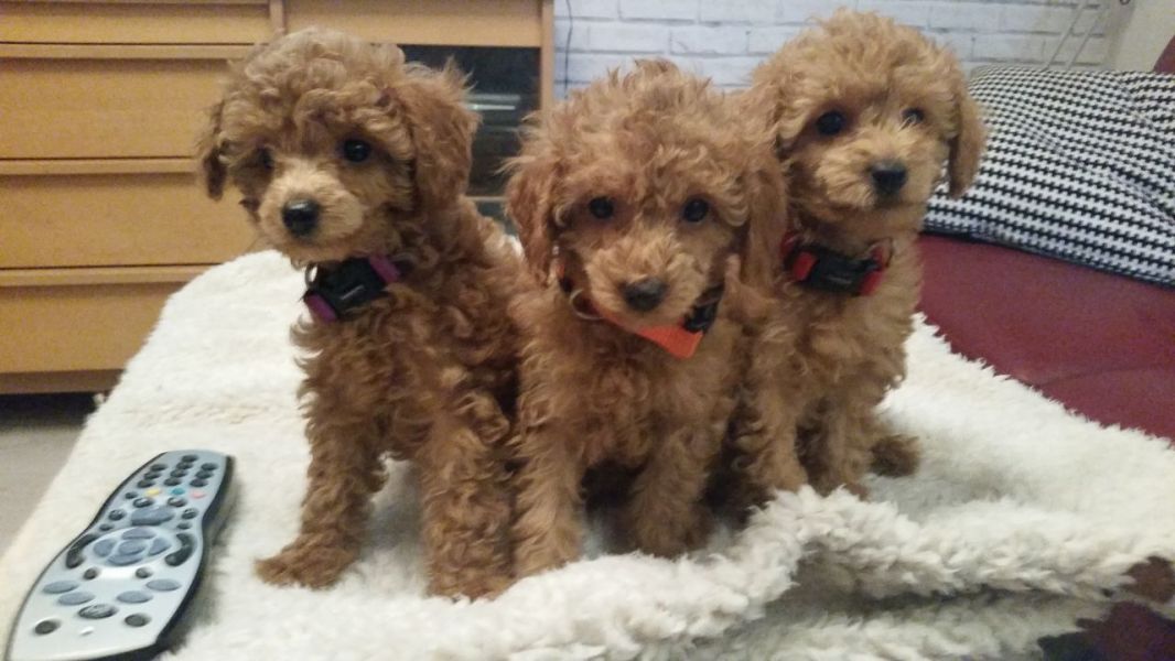 Filhotes de poodle toy