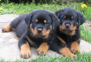 Filhotes de cachorro bonitos de Rottweiler pronto agora