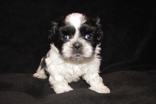 Shih tzu muito fofinhos