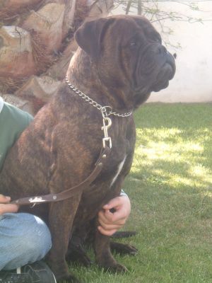 Ninhada Bullmastiff
