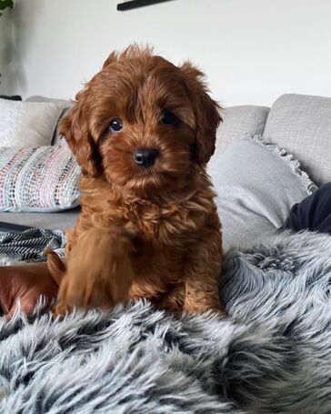 Cachorrinhos Caniche Teacup