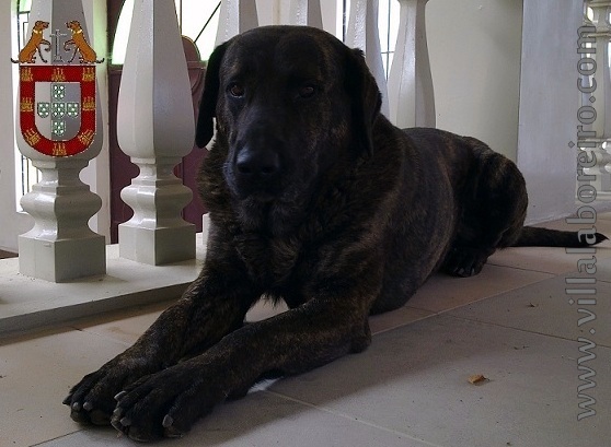 Cachorros Castro Laboreiro - LINHAS TRADICIONAIS