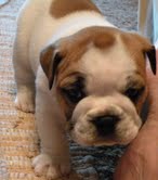 Inglês bulldogs cachorros pronto para ir para adoção.