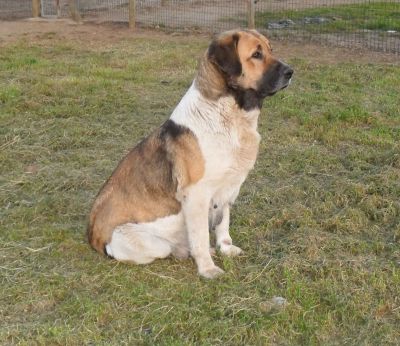 RAFEIRO DO ALENTEJO (Cão de Guarda)