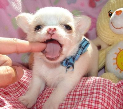 Chihuahua cachorros para adoção.