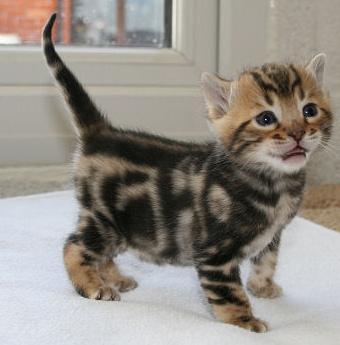 masculino Bengal gatinho
