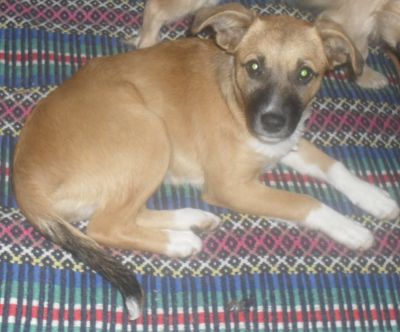 Dão-se 3 cachorrinhos