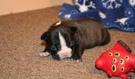 casa levantar francês bulldog cachorros para adoção livre de contato para mais informações