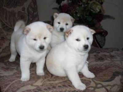 Akita inu cachorros disponibles