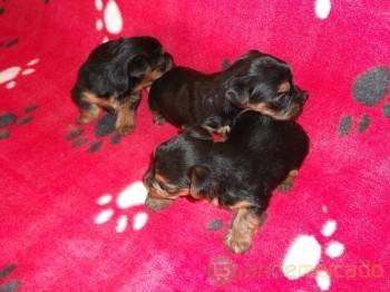 Cristo presente mas  Yorkshire Terrier em Lisboa