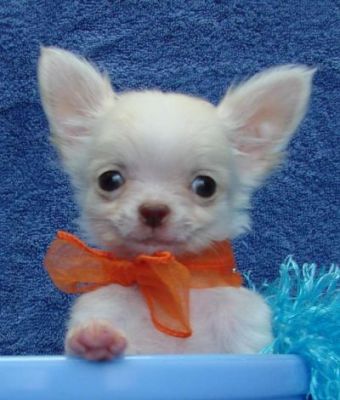 dois filhotes de cachorro adorável teacup chihuauha para venda