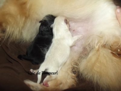 Lulu da Pomerânia @ Spitz Alemão Anão 