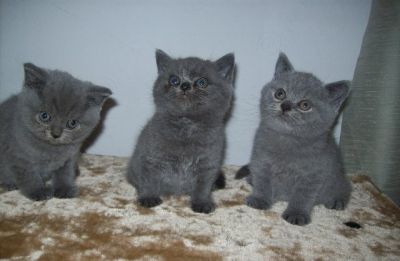 Britânico curto gatinhos de cabelo, para adoção