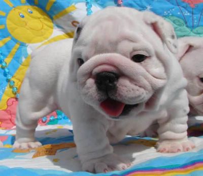 Olde Inglês Bulldog Puppies