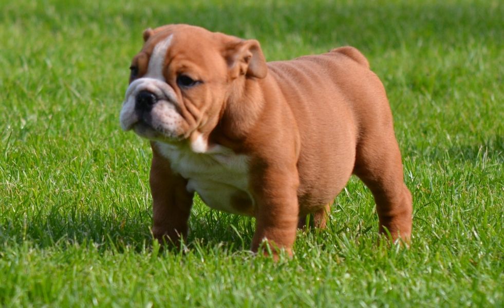 Inglês bulldog cachorros pronto para adoção