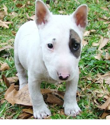 casa levantou Inglês bull terrier cachorrinho agora disponível para sair,