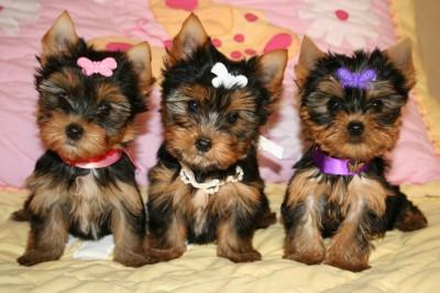Um bonito, peluches, felizes e saudáveis ​​filhotes para adoção yorkies
