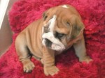 Muy Hermosos cachorros Bulldog Inglés para la venta!!