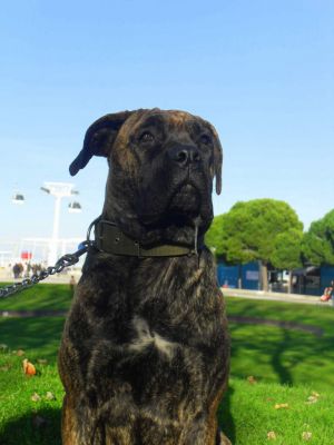 Cane Corso M/F