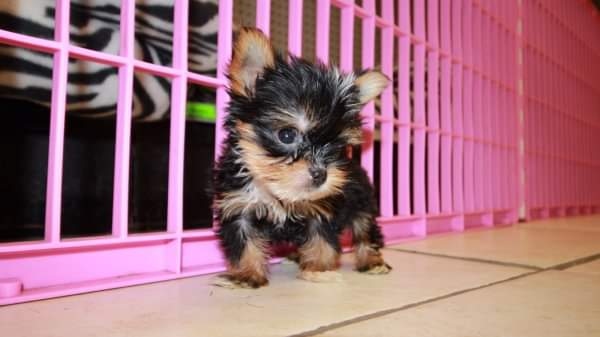 Venda de cachorros Joo Yorkshire Terrier