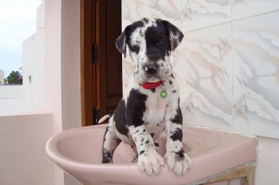 Preto e branco bela marcação Alano filhote de cachorro para adoção.