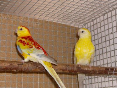 Compro lotes de red rumpeds para revenda