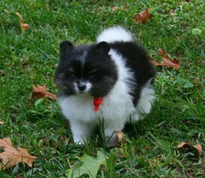 Pomeranian cachorros para adopção