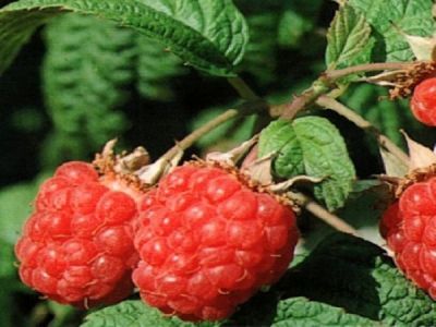 MIRTIBÉRICA – Plantas de Frutos Silvestres, Estufas Agrícolas/Garden Centers, Sistemas de Rega.