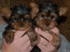 Os filhotes de cachorro Yorkshire Terrier preciosas
